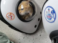-嘉美宠物医院