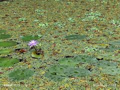 -云溪植物园