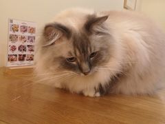 -滚猫咖啡·猫咖·猫友好撸猫(未来城店)