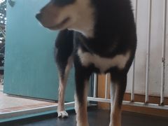 -喜柴咖啡·柴犬狗咖