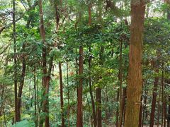 -广州市石门国家森林公园