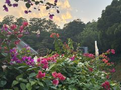 -深圳仙湖植物园