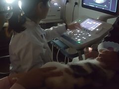 -北京观赏动物医院·24小时大型综合·猫专科·异宠专科