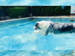 -汪说喵讲宠物乐园宠物酒店(红星美凯龙店)