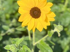 -上海滨江森林公园