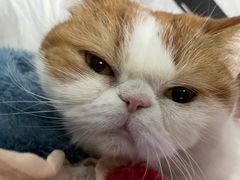 -babydoll猫舍·米努特·德文·缅因(久光中心店)