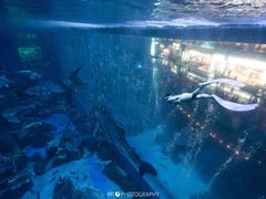 -成都浩海立方海洋公园