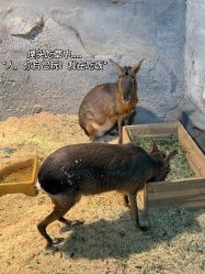 -Zoolung Zoolung动物主题公园(海信广场店)