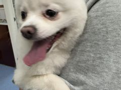 -顺强宠物诊所·狂犬免疫·夜诊·骨科(嘉定店)