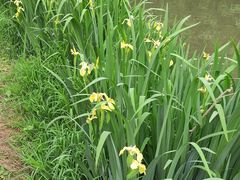 -洛阳市隋唐城遗址植物园