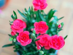 -双季花艺园艺市场(浦东店)