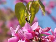 -南汇桃花村