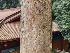 -都江堰普照寺