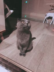 -莫小姐婚纱