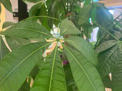 -德克士(宽甸店)