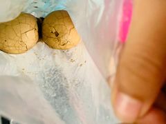 -金盆阿嬷香菇茶叶蛋(玄光店)