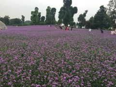 -秀丽东方