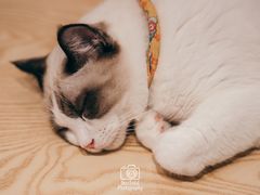 -绒爪撸猫下午茶·猫咖