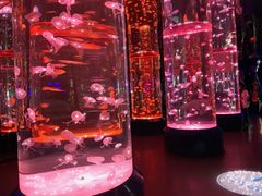 -海合安成都极地海洋公园