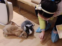 -猫猫幼稚园·撸猫·桌游·电玩