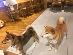 -柴务处·柴犬主题狗咖