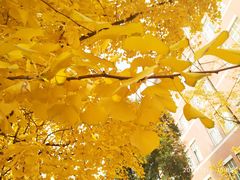 -四川大学(望江校区)