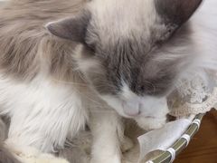 -共舞时光猫咖·狗咖(新街口店)