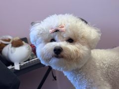 -翊宠yipet猫狗购宠庄园犬舍•猫舍