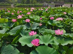 -大望京公园