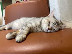 -藏猫猫咖啡主题馆(中央大道店)