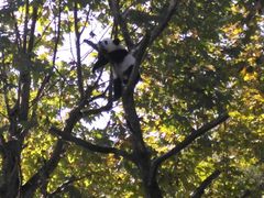 -都江堰中华大熊猫苑