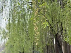 -新白鹿餐厅(银泰西湖文化广场店)