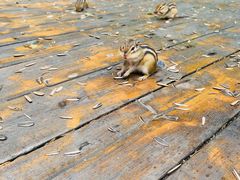 -五营红松林海景区