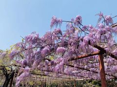 -嘉定紫藤园