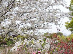 -南汇桃花村