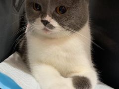 -瑞派动物医院·绝育·犬猫全科·预防医学(光景江南中店)