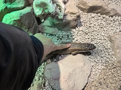 -帕帕拉兹宠物(亚洲旗舰店)