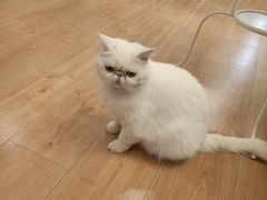-MOYOYO猫咪咖啡店
