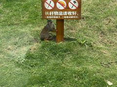 -合肥野生动物园
