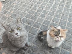-猫岛主趣味餐厅(鼓浪屿店)