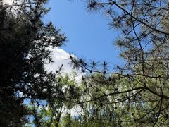 -阿尔丁植物园