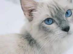 -萌兽医馆·宠物医院·猫骨科(创景店)