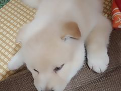 -柴犬小屋·柴餐厅·狗咖食堂(金鼎广场店)