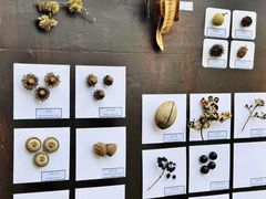 -南宁良凤江国家森林公园