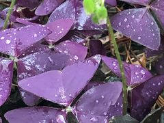 -合肥滨湖国家森林公园