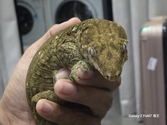 -酷以爬仙阁实体爬宠店·守宫·蜥蜴·专业繁育