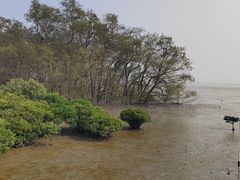 -福田红树林生态公园