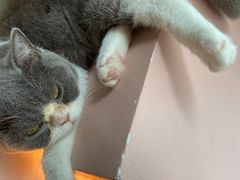 -猫儿山۰猫主题餐厅