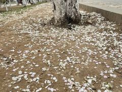 -桃花堤公园