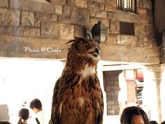 -哈利波特魔法世界